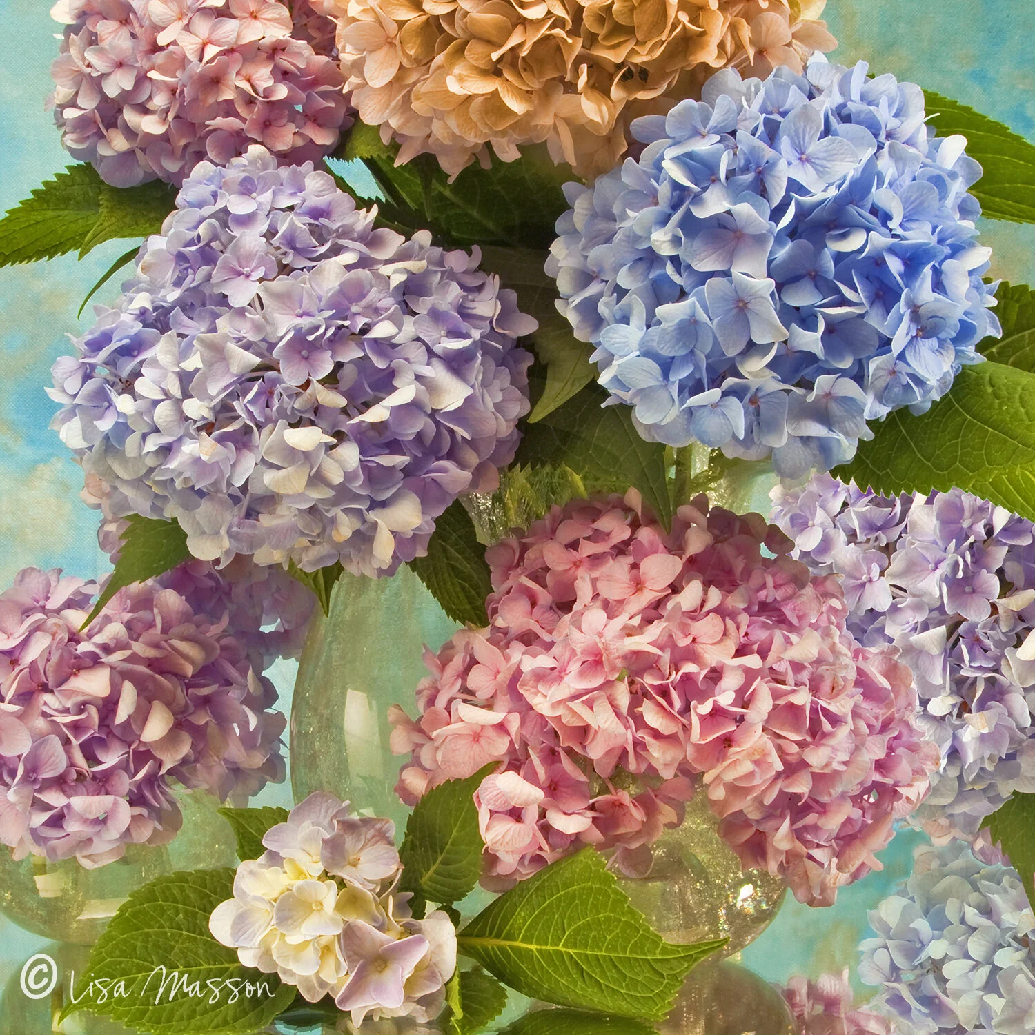 Hydrangea 3&4 — Lisa Masson Photography